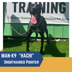 Black shorthaired pointer dog with a leash, standing in front of a 'training' banner with tongue out.