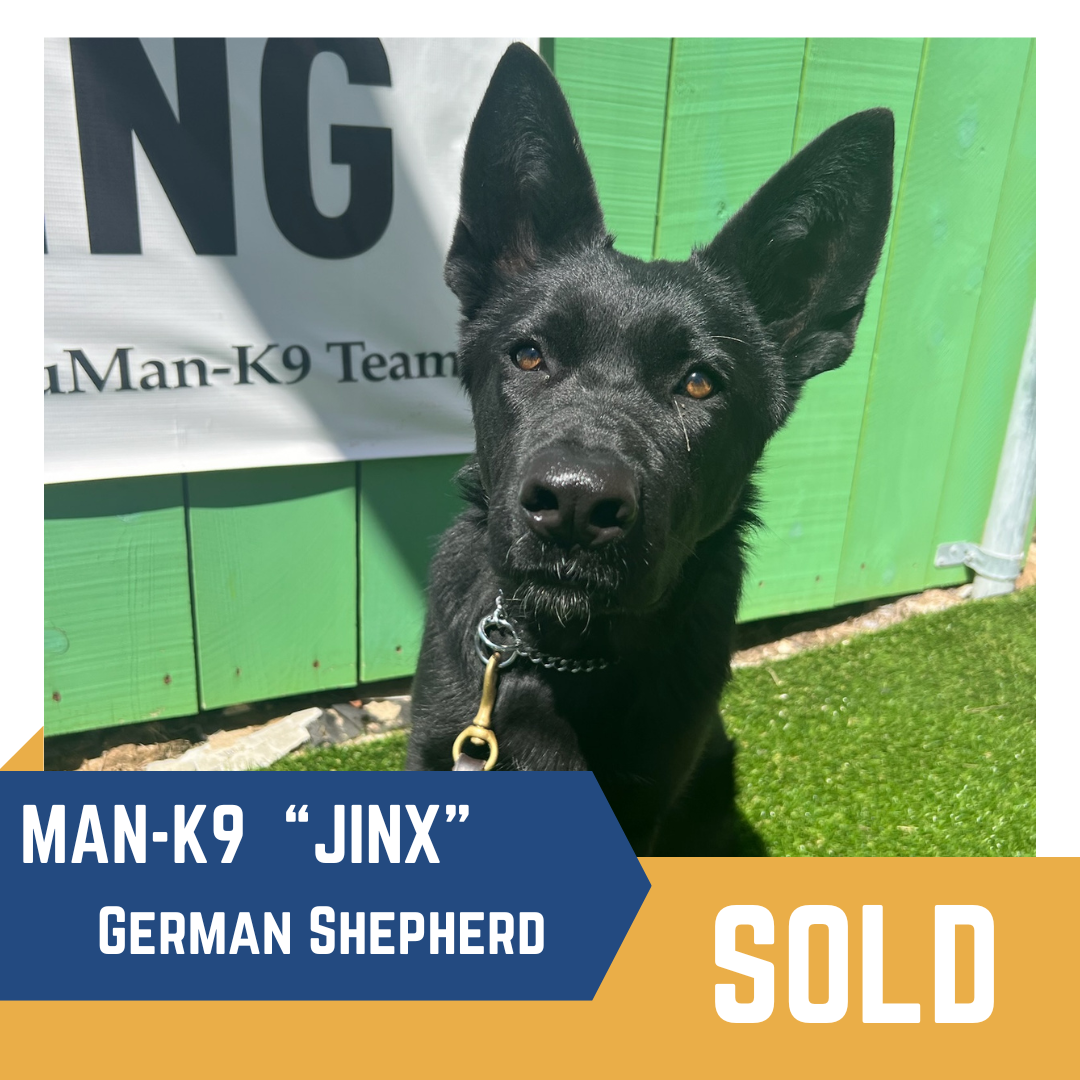 Black german shepherd with tag “jinx” in front of a sign, indicating the dog has been sold.