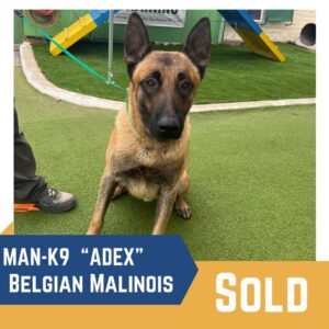 A belgian malinois dog named "adex" is seated on a green surface, with playground equipment in the background and a label indicating "sold.