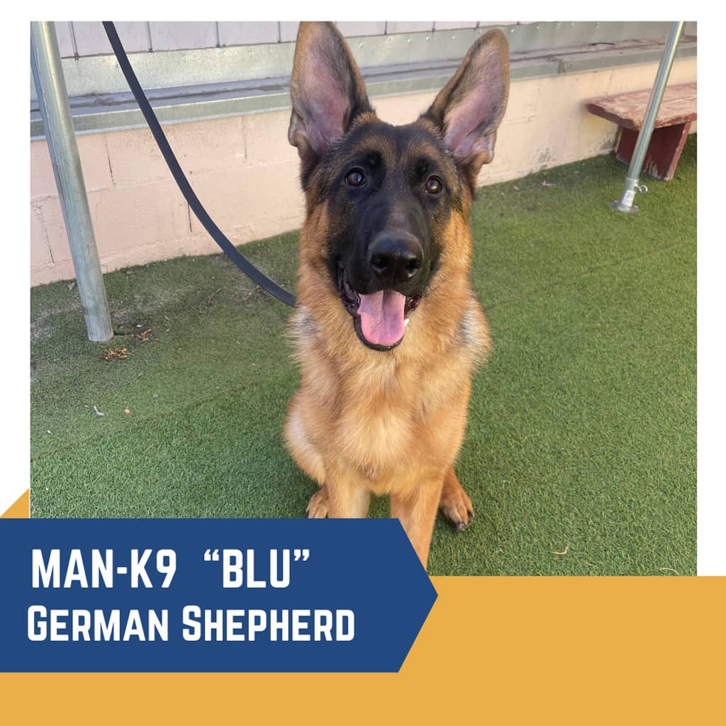 A german shepherd named "blu" attached to a leash, sitting attentively outside on a patio, with a building wall in the background.