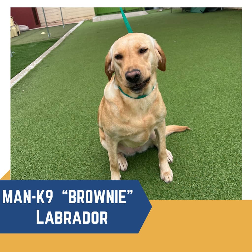 A labrador named "brownie" sitting on green turf with a light blue collar and leash, labeled as a "man-k9" in a text overlay.