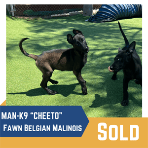 Two belgian malinois dogs playing in a sunny outdoor area, one labeled as "man-k9 'cheeto' fawn belgian malinois" and marked as "sold.