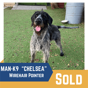 A wirehair pointer dog named "chelsea" stands on grass with a "sold" label, tongue out, next to a water bowl and a metal barrel.