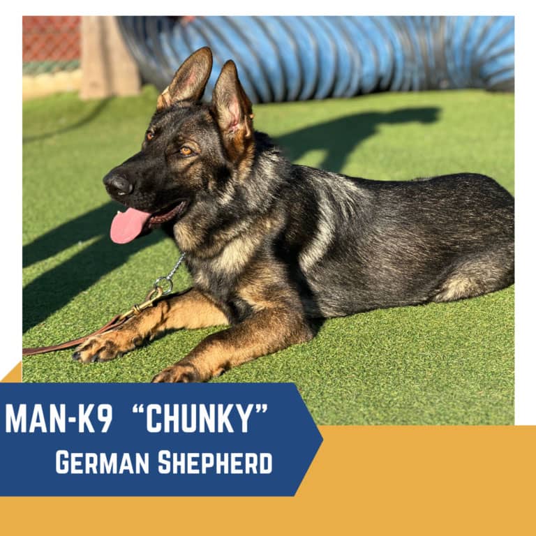 A german shepherd named "chunky" lying on grass with a blue tunnel in the background, labeled as a "man-k9.