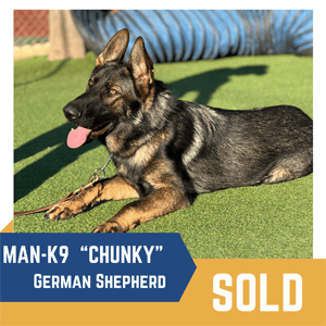 A german shepherd dog named "chunky" lying on grass with a leash, labeled as "sold" in a corner, with a blue tunnel in the background.