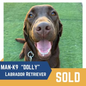 Close-up of a smiling labrador retriever named dolly, with text labels "man-k9" and "sold" on the image.
