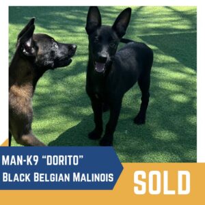 Two black belgian malinois dogs on grass, one with ears perked up, labeled "man-k9 'dorito' - sold".