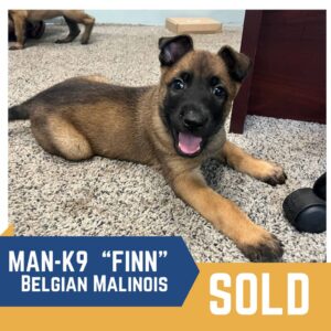A belgian malinois puppy lying on a carpet, looking at the camera with a tag labeled "sold" and the name "finn" visible.