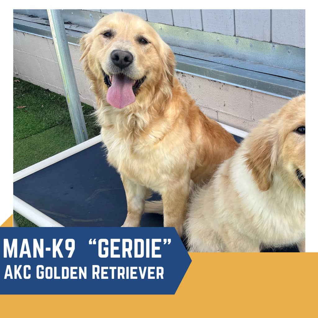 A golden retriever named "gerdie" smiling at the camera, sitting on a platform with another dog partially visible beside her.