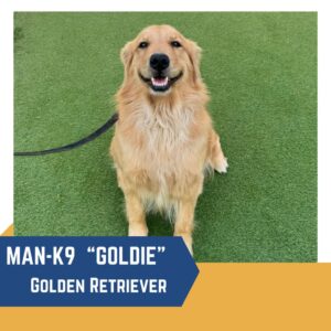 A happy golden retriever named goldie, sitting on green turf, with a label "man-k9 'goldie' - golden retriever.