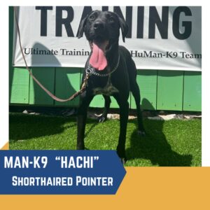 A shorthaired pointer dog named "hachi" standing in front of a "training ultimate training human-k9 team" sign, on a leash, tongue out.