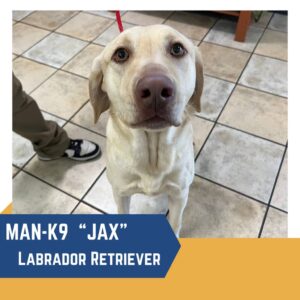 A labrador retriever named "jax" looks at the camera, with a text overlay labeling him as "man-k9." a person partly visible holds his leash in a room with tiled flooring.