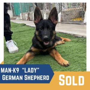 A german shepherd puppy lying on artificial grass with a "sold" overlay, and text indicating it's named "lady" from man-k9.