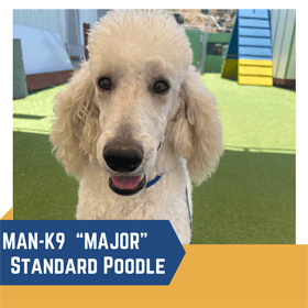 Portrait of a standard poodle named "major" at an agility course, with a blue collar and text labels, on a bright, sunny day.
