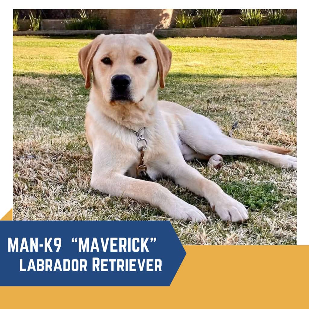 A labrador retriever named maverick lying on grass, labeled as "man-k9 'maverick'" with a descriptive subtitle.