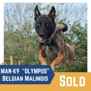 A belgian malinois dog in mid-leap against a blurry green background. text on image reads "man-k9 'olympus' belgian malinois sold.