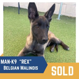 A belgian malinois puppy lying on artificial grass with its ears perked up, a label reading "man-k9 'rex' - sold" displayed prominently.