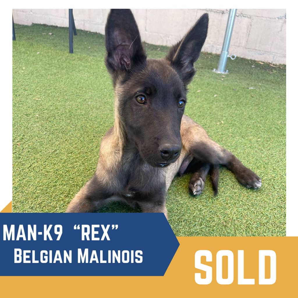 Malinois for Sale Near Me