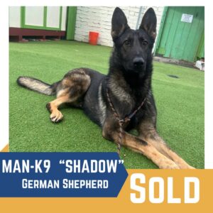A german shepherd named "shadow" lying on green turf with a "sold" label on the image.