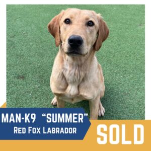A red fox labrador named "summer" sitting on a green surface with a "sold" label prominently displayed at the bottom.