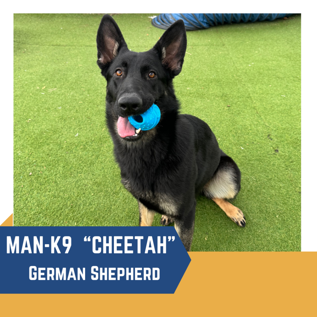 A German Shepherd named "Cheetah" is sitting on grass, holding a blue ball in its mouth. The text overlay reads: "MAN-K9 'CHEETAH' German Shepherd.