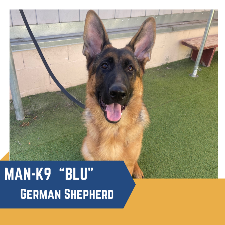 A German Shepherd dog named "Blu" is sitting on artificial grass, wearing a leash. The background includes a beige wall and a metal beam. Text on the image reads "MAN-K9 'BLU' German Shepherd.