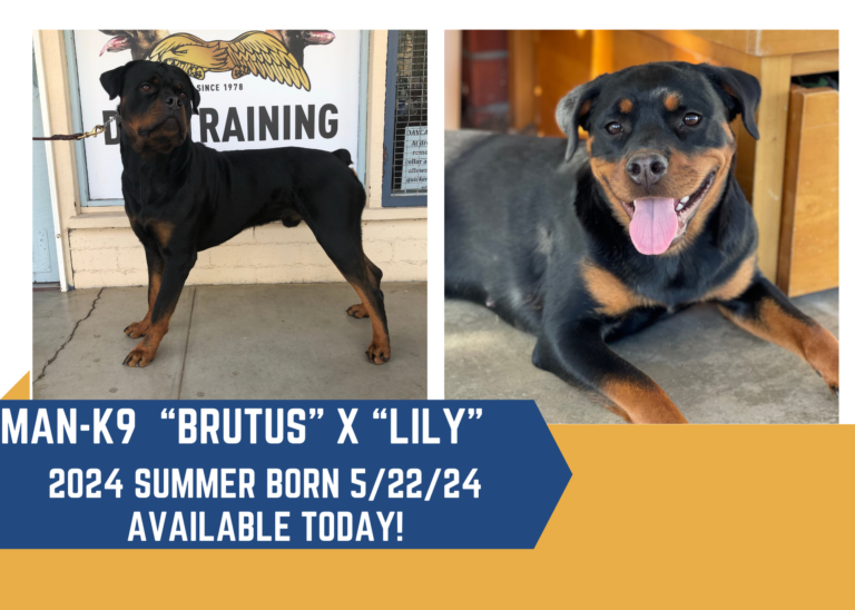 Two images: Left, a standing dog labeled "Brutus." Right, a relaxed dog labeled "Lily." Text below: "MAN-K9 'BRUTUS' X 'LILY' 2024 SUMMER BORN 5/22/24 AVAILABLE TODAY!.