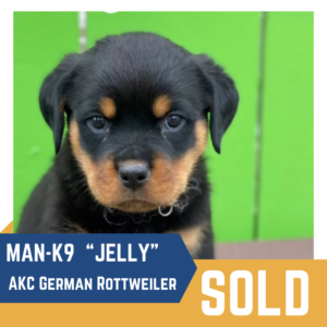 A young Rottweiler puppy named "Jelly" is shown with the text "Man-K9 'Jelly,'" "AKC German Rottweiler," and "Sold" overlaid on the image.