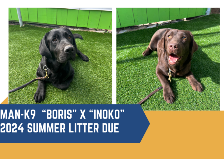 Two images of brown dogs on artificial grass with the text "MAN-K9 'Boris' x 'Inoko' 2024 Summer Litter Due" displayed on a yellow and blue graphic.