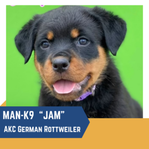 A cute German Rottweiler puppy named "Jam" with a black and tan coat, shown in front of a green background. Text: "MAN-K9 'Jam' AKC German Rottweiler.