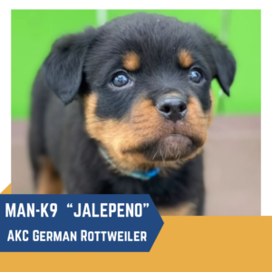A close-up of a young Rottweiler puppy with a black and tan coat, identified as "Jalepeno," listed as an AKC German Rottweiler.