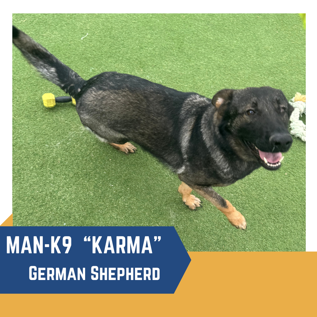 A German Shepherd named Karma is standing on grass, looking up with its mouth open, appearing happy. There is a yellow toy in the background. The text reads, "MAN-K9 'Karma' German Shepherd.