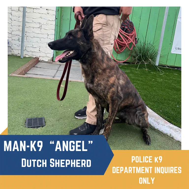 A Dutch Shepherd police K9 named Angel, sitting beside a person. The text notes that it's for police K9 department inquiries only.