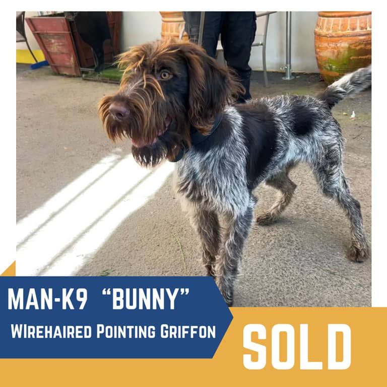 A Wirehaired Pointing Griffon dog, named "Bunny," stands indoors on a hard surface. The dog has been sold, as indicated by a label in the bottom right of the image.
