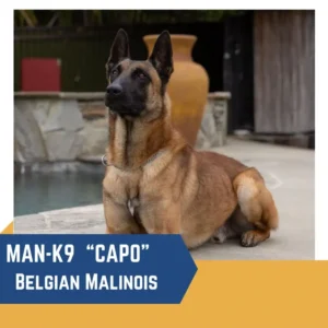 A Belgian Malinois named "Capo" from MAN-K9 sits near a pool, looking alert.