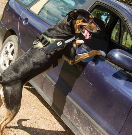 A K9 handler dog with a black and tan coat is standing on its hind legs, looking into the backseat of a blue car with its front paws on the door.