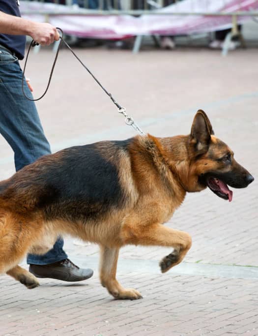A German Shepherd dog being walked on a leash by a person wearing jeans and brown shoes.