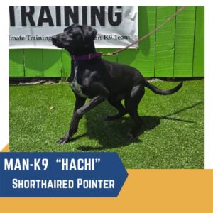A black dog with a purple collar stands on green artificial grass in front of a green wall and a training banner. Text reads: "MAN-K9 'HACHI' Shorthaired Pointer.
