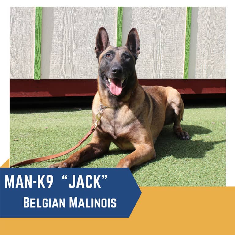 A Belgian Malinois named Jack, identified as a K9, lies on grass looking forward. The dog is on a leash with its tongue out, in front of a light-colored wall with green trim.