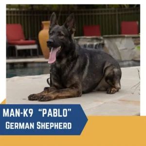 German Shepherd dog labeled "Pablo" lying down on a concrete area next to a pool, with red chairs and a fence in the background. The text reads "MAN-K9 'PABLO' German Shepherd.