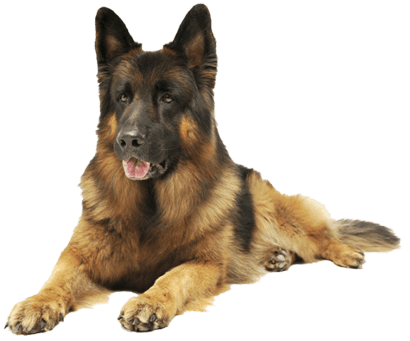 A German Shepherd dog laying down with its front paws extended and its tongue slightly out.
