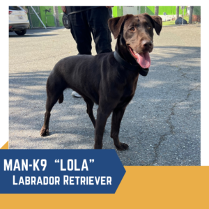A dark brown Labrador Retriever named Lola stands outdoors with a person in black pants. The text reads "MAN-K9 'LOLA' Labrador Retriever.