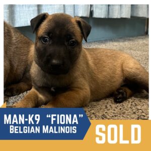 A Belgian Malinois puppy named "Fiona" is lying on a carpet next to a curtain. The text says "MAN-K9 'Fiona' Belgian Malinois SOLD.