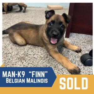 A Belgian Malinois puppy named Finn is lying on a carpeted floor, looking at the camera with its mouth open. The image reads "Man-K9 'Finn' Belgian Malinois" and has a "SOLD" label.