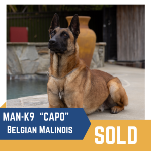 A Belgian Malinois named Capo sits alert by a poolside. Text overlay reads "MAN-K9 Capo, Belgian Malinois, SOLD.