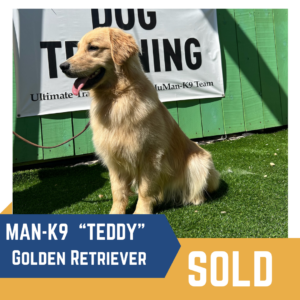 A Golden Retriever named "Teddy" sits on a grassy area in front of a "Dog Training" sign. The image has text: "MAN-K9 'Teddy' Golden Retriever" and "SOLD.