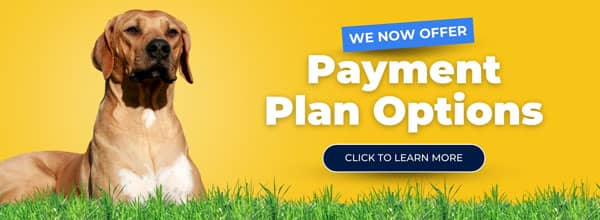 A dog sitting on grass next to a sign that reads, "We now offer payment plan options. Click to learn more," on a yellow background.