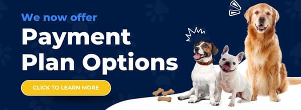 Banner stating "We now offer Payment Plan Options" with an image of three dogs on the right side and a yellow "Click to Learn More" button on the lower left side.