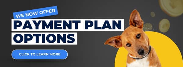 Banner with text: "We now offer payment plan options." A brown dog tilting its head is pictured on the right. A blue button below the text reads: "Click to learn more.