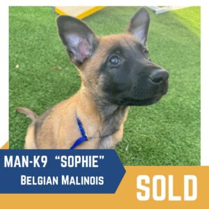 A Belgian Malinois puppy named Sophie sits on grass, wearing a blue collar. The text indicates that she is sold.
